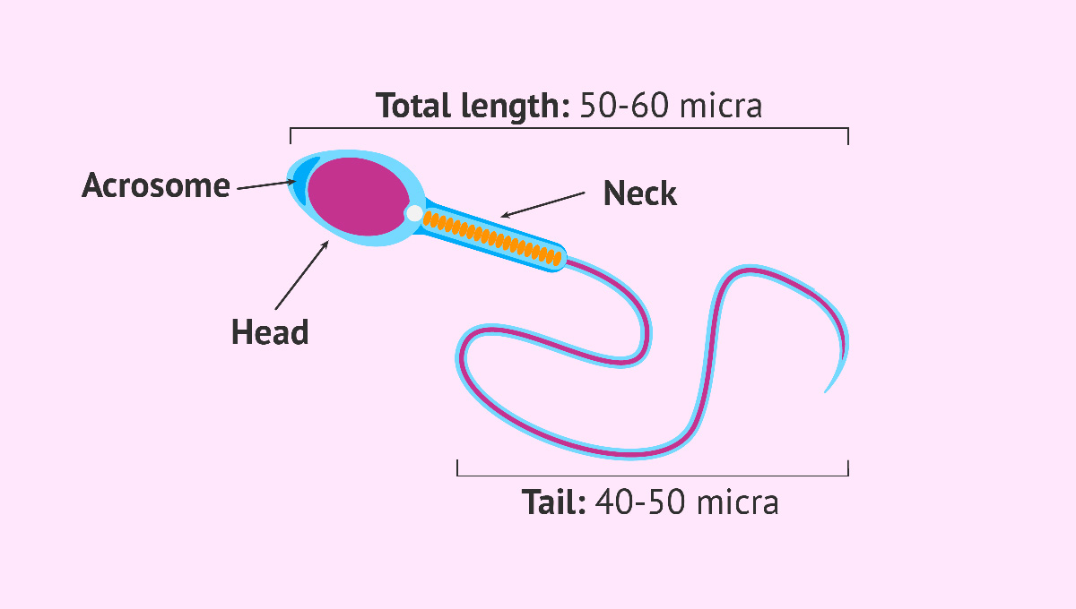 You are currently viewing Spermiogramm verstehen: Spermienformen (Morphologie)