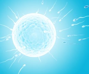 Vitamin A unterstützt die Entwicklung der Spermazellen
