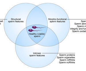 Spermiogramm: Spermienzahl verstehen und erhöhen