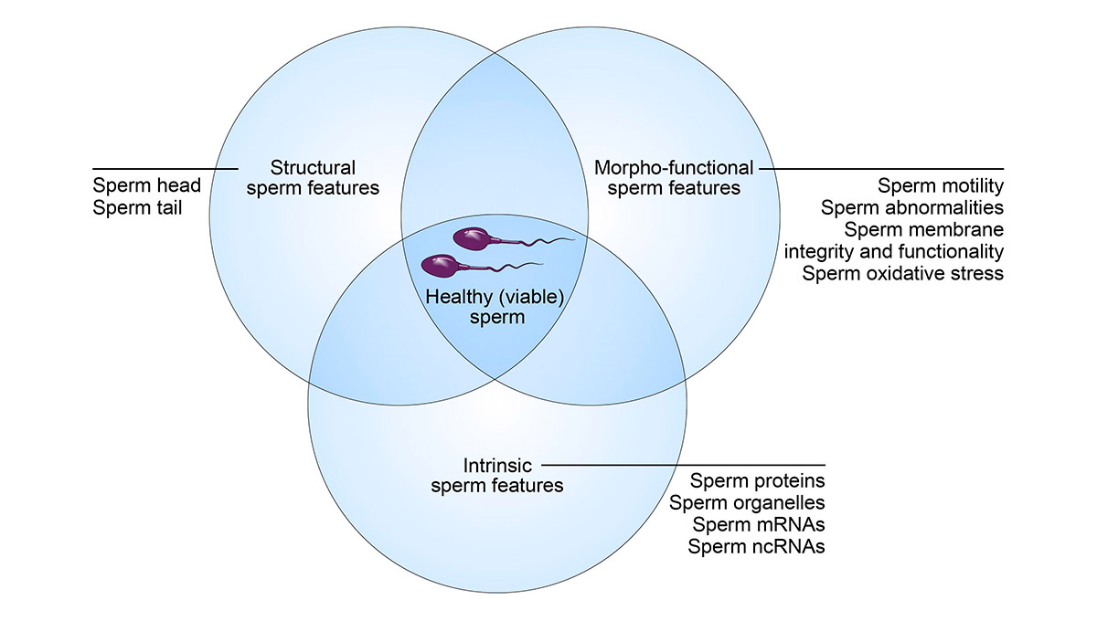 You are currently viewing Spermiogramm: Spermienzahl verstehen und erhöhen